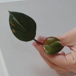 Philodendron White Knight cutting